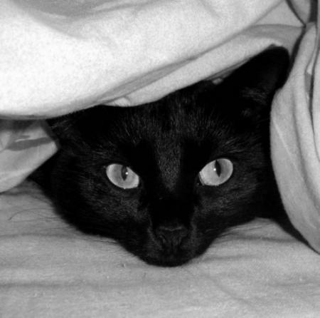 Blacky